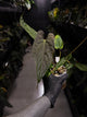 Anthurium #TwinPhoenix f2