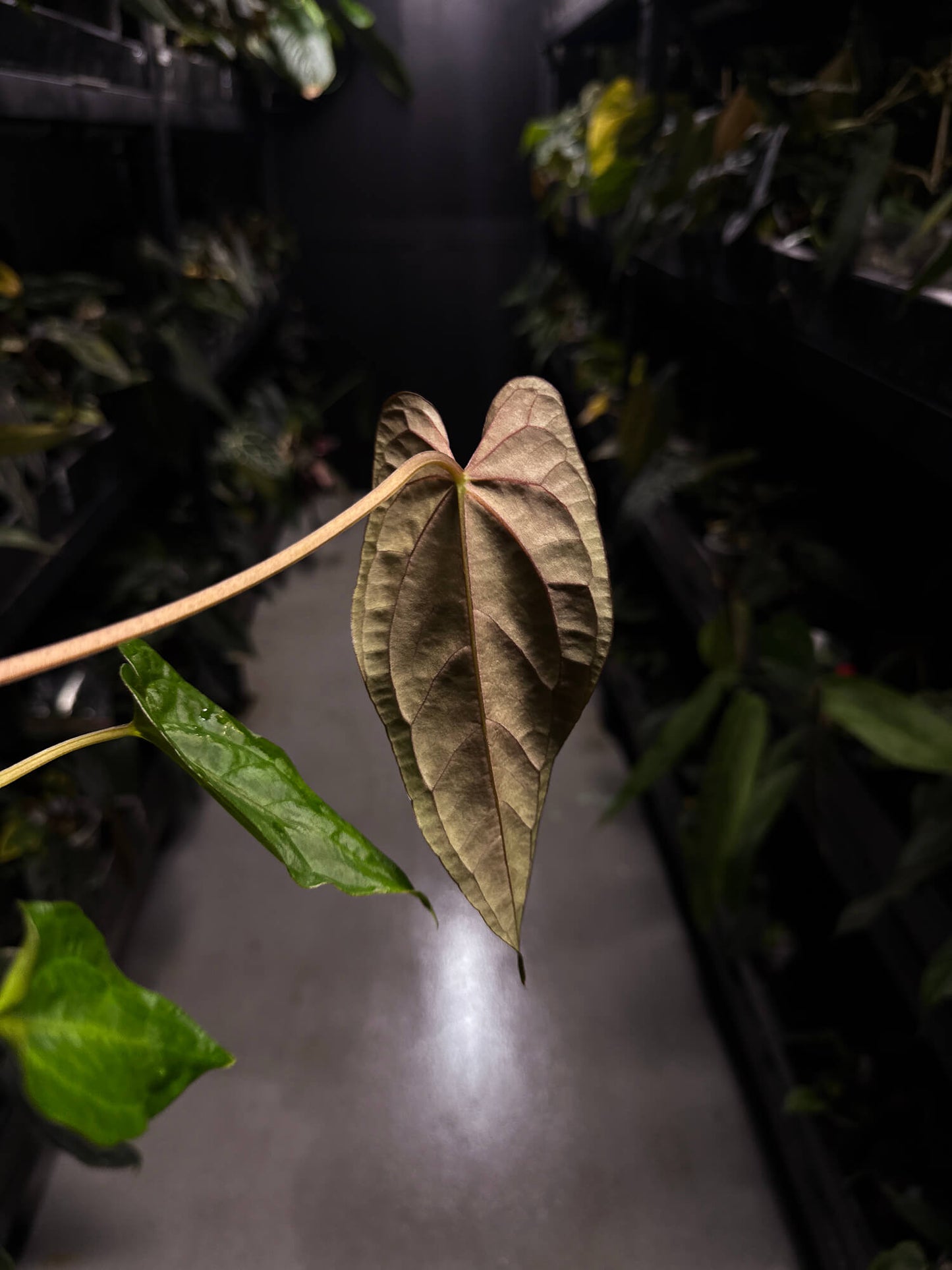 Anthurium #TwinPhoenix f2