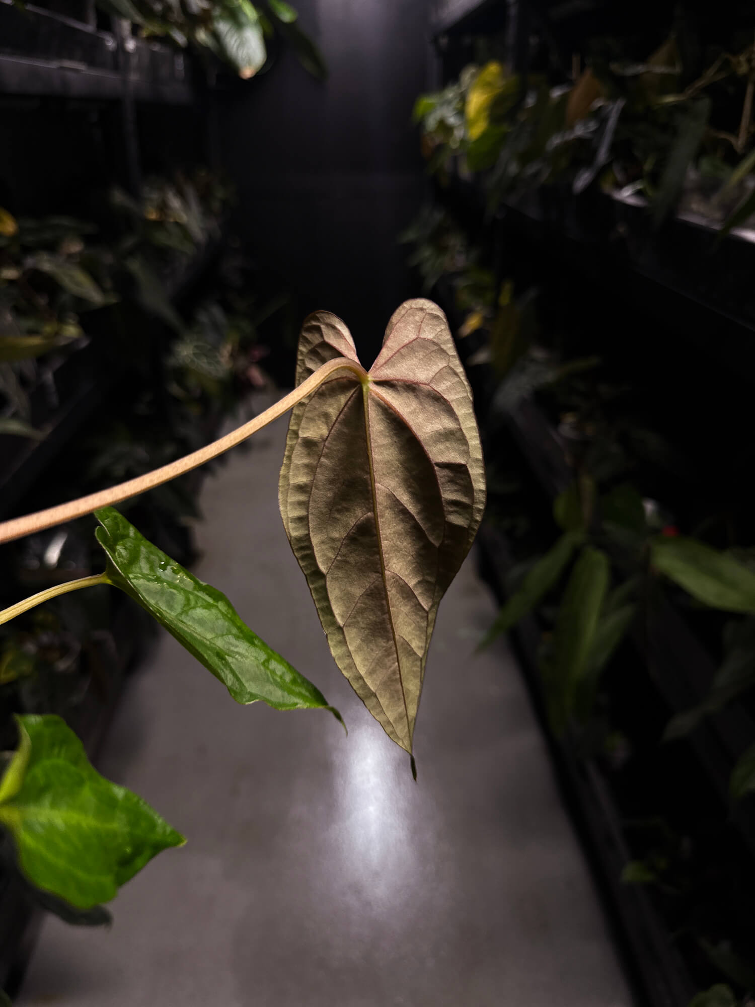 Anthurium #TwinPhoenix f2