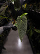 Anthurium #TwinPhoenix f2