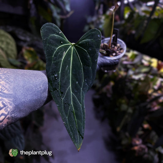 Anthurium 'Dark Mama'