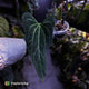 Anthurium 'Dark Mama'