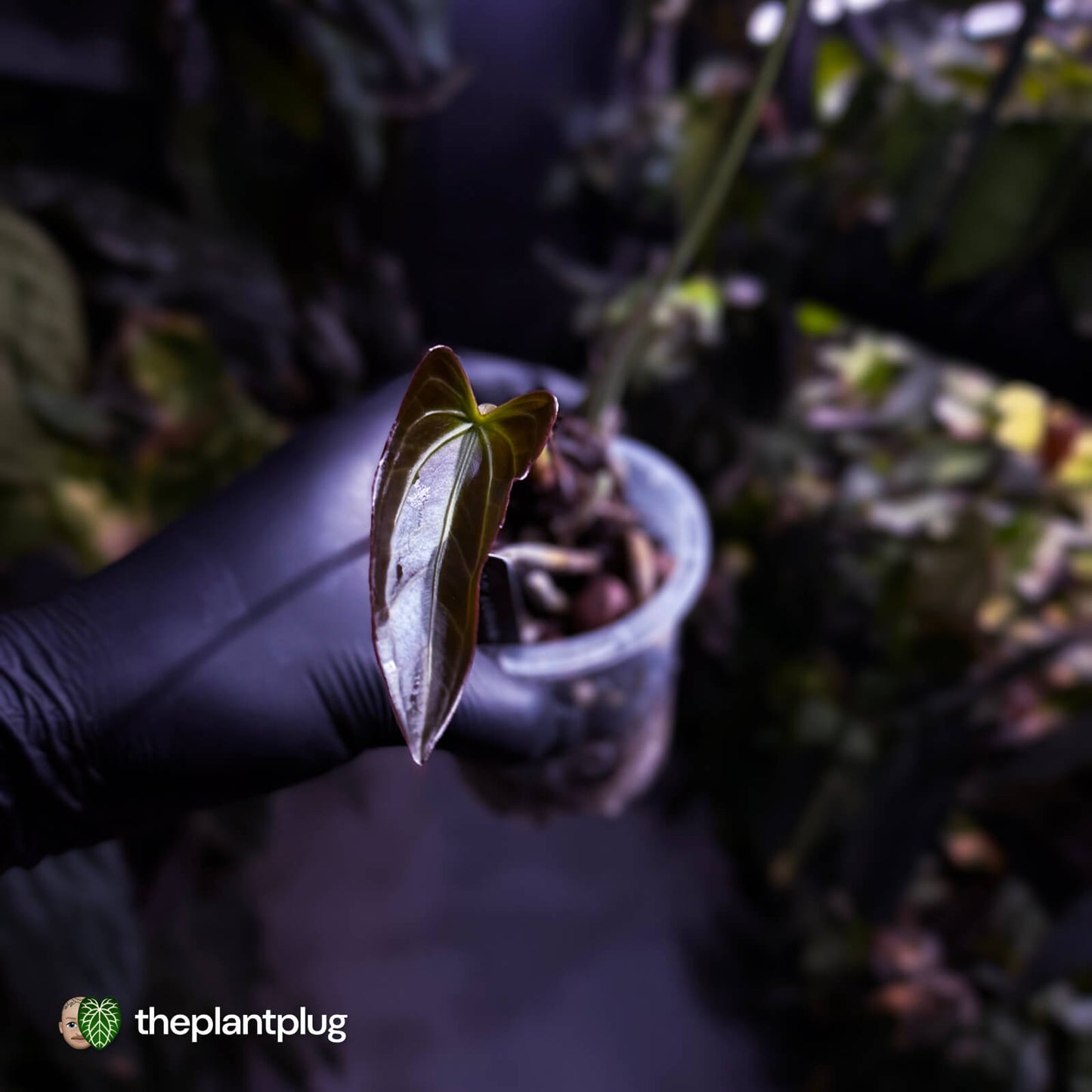 Anthurium 'Dark Mama'