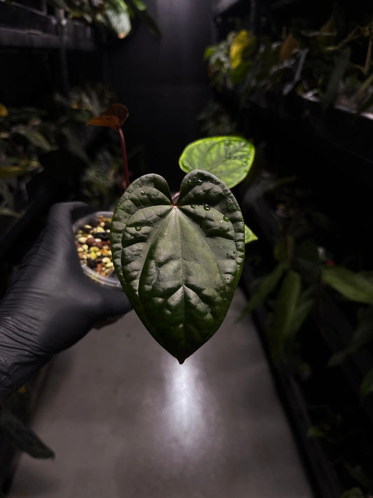 Anthurium ((pap x dress) x 'Waddle Noid') x luxurians