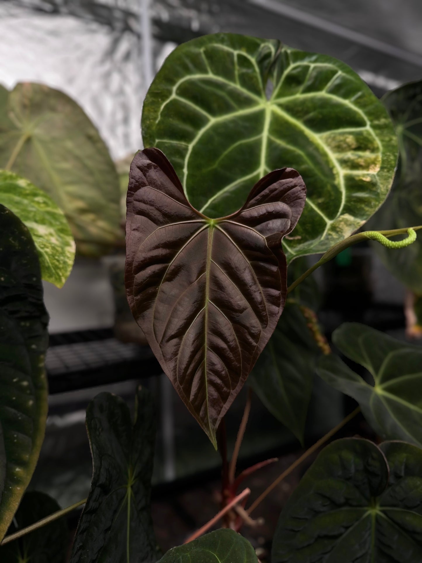 anthurium regale dark form Anthurium papillilaminum x regale – The Plant Plug