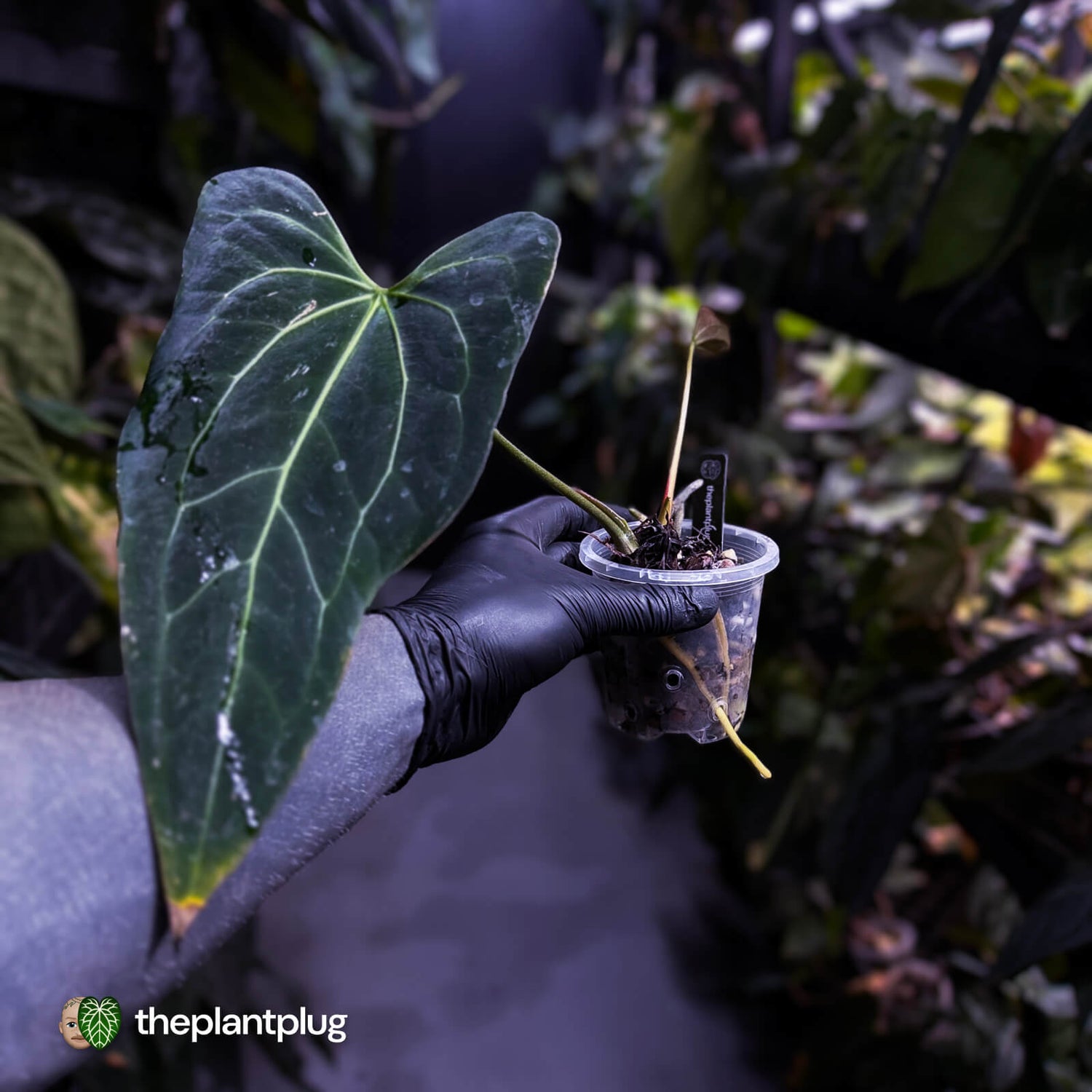 Anthurium 'Dark Mama'