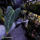 Anthurium 'Dark Mama'