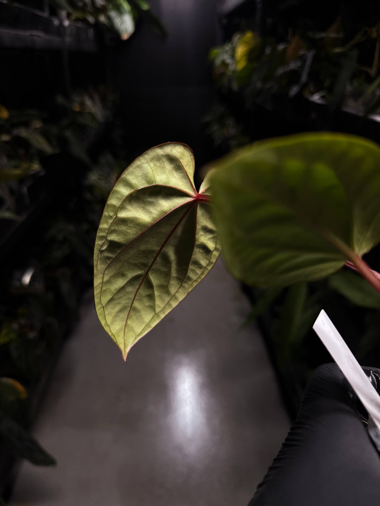 Anthurium ((pap x dress) x 'Waddle Noid') x luxurians