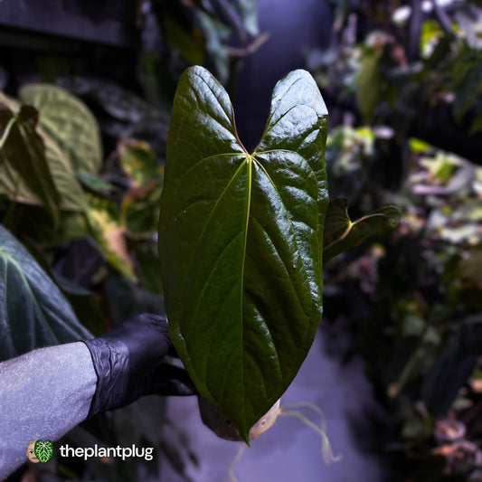 Anthurium papillilaminum x sp. 'Silver Peru' • holdback
