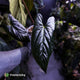 Anthurium papillilaminum x sp. 'Silver Peru' • holdback
