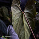 Anthurium papillilaminum x sp. 'Silver Peru' • holdback