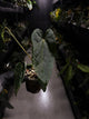 Anthurium #KissinCousins