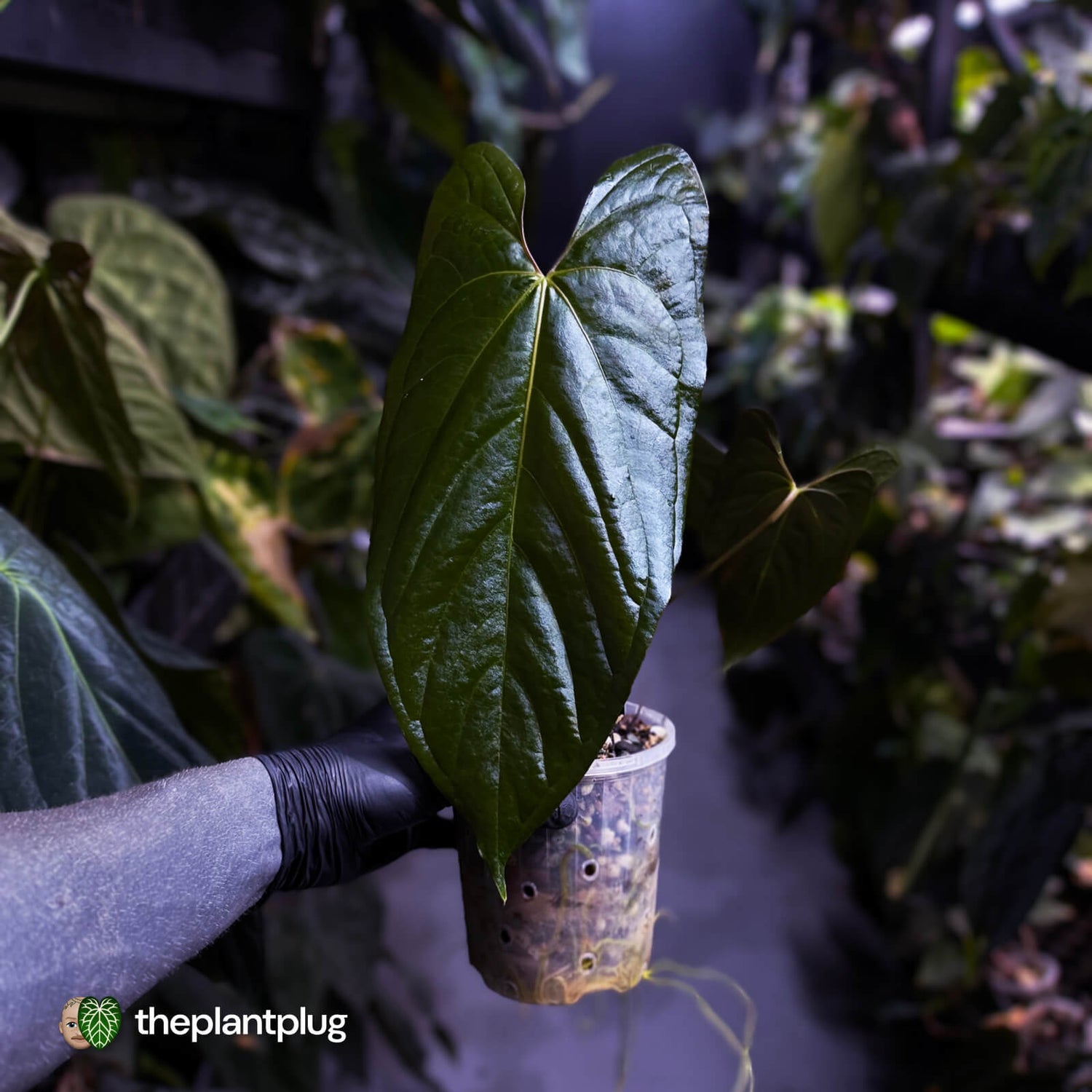 Anthurium papillilaminum x sp. 'Silver Peru' • holdback