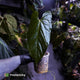 Anthurium papillilaminum x sp. 'Silver Peru' • holdback