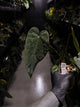 Anthurium #KissinCousins