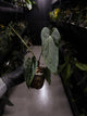 Anthurium #KissinCousins