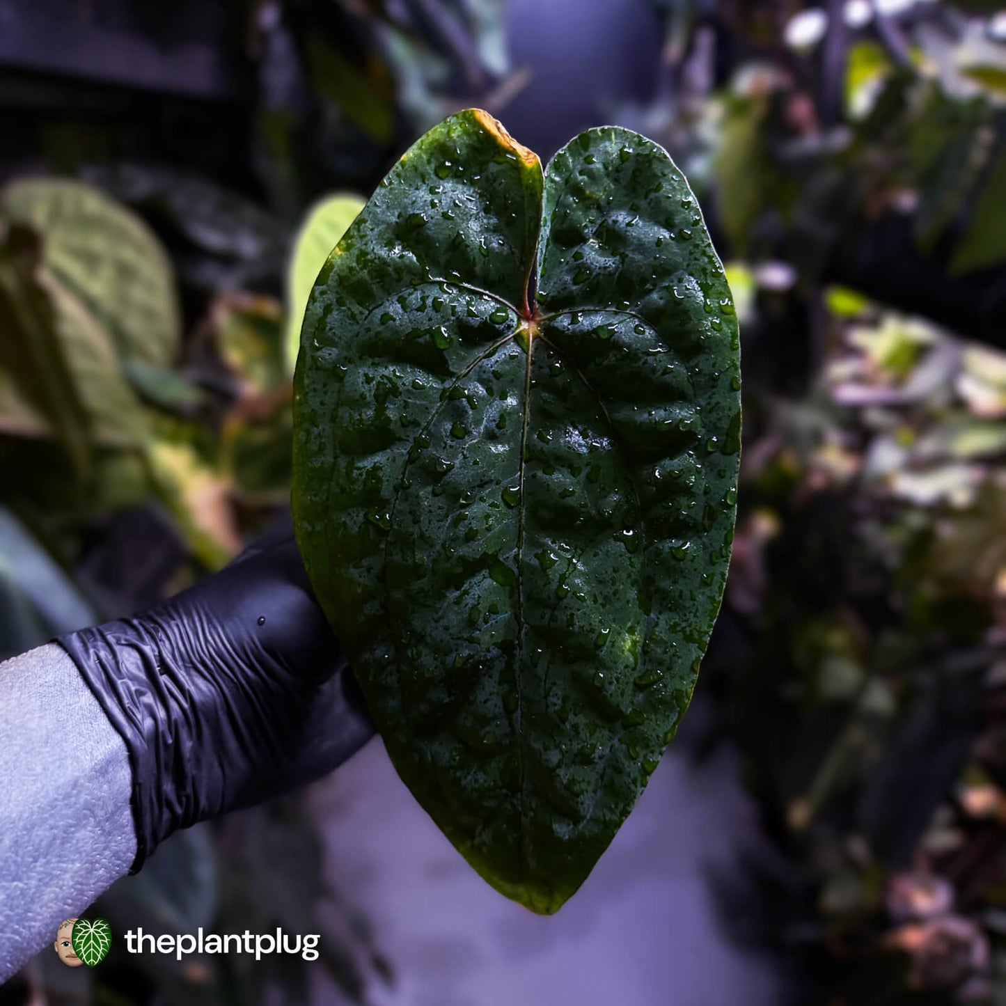 Anthurium 'Black Pap' x 'RVDP' • select holdback