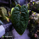Anthurium 'Black Pap' x 'RVDP' • select holdback