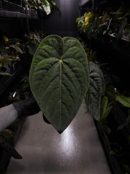 Anthurium #Beelzebub • holdback