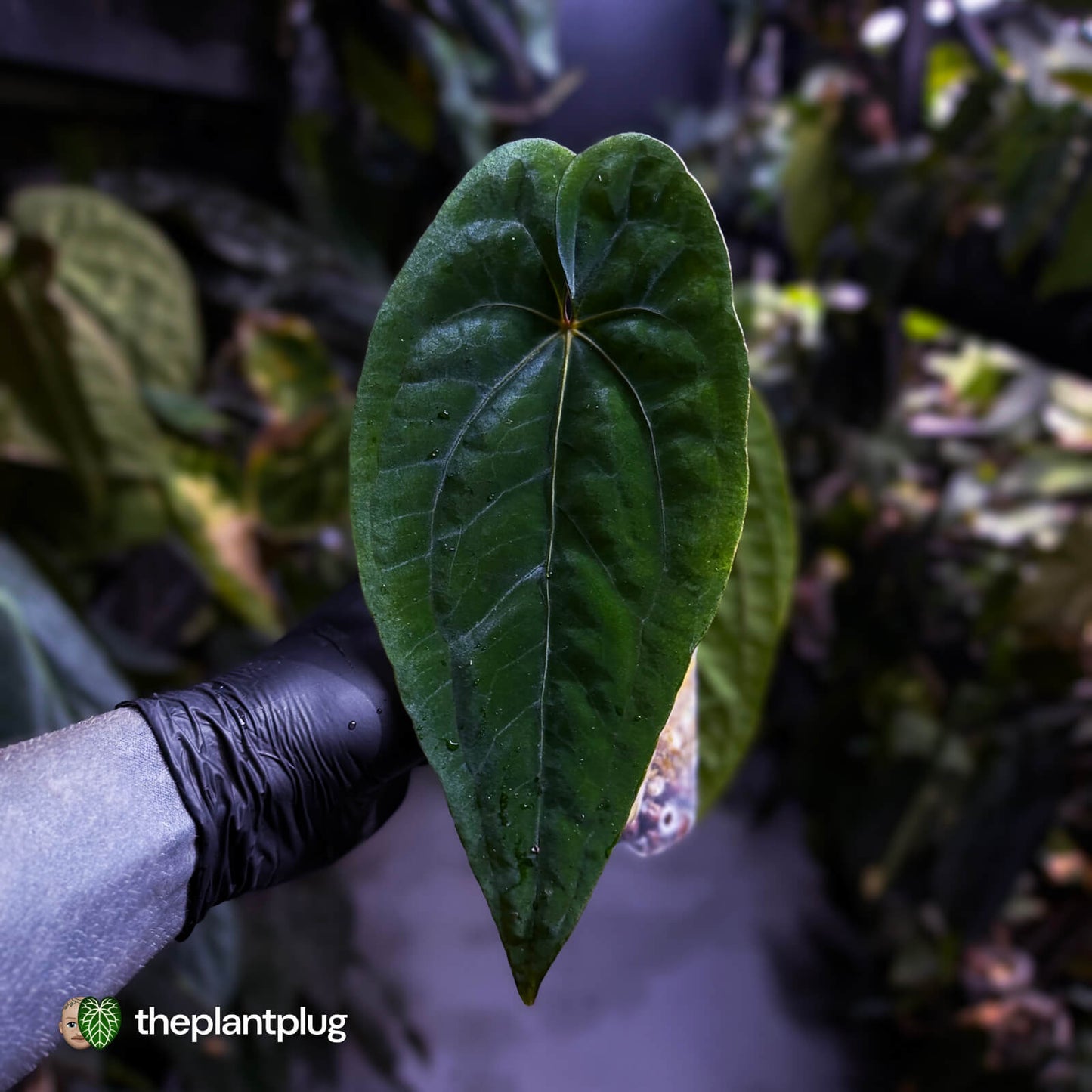 Anthurium 'Black Pap' x 'RVDP' • select holdback