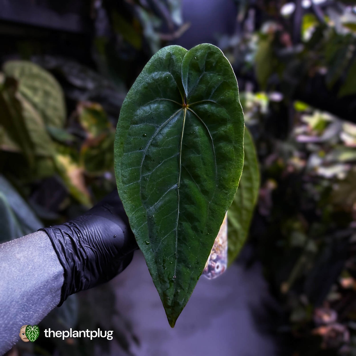 Anthurium 'Black Pap' x 'RVDP' • select holdback