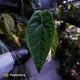 Anthurium 'Black Pap' x 'RVDP' • select holdback