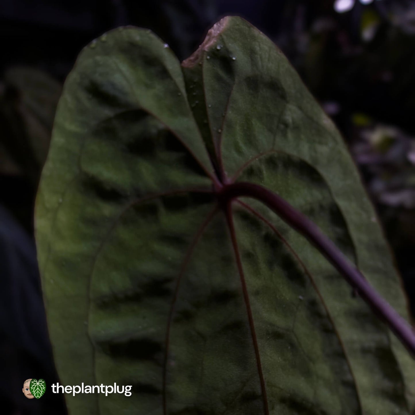 Anthurium 'Black Pap' x 'RVDP' • select holdback