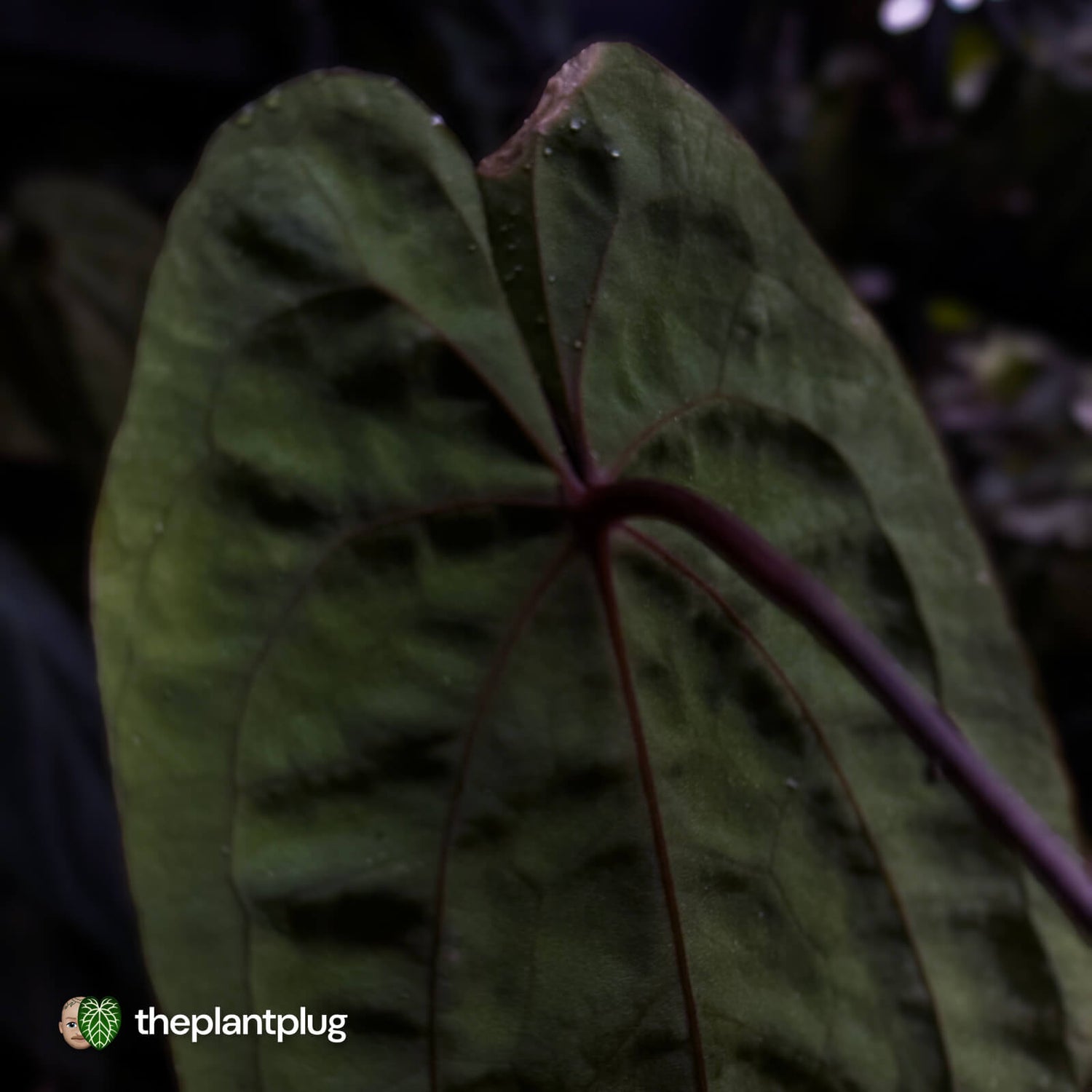 Anthurium 'Black Pap' x 'RVDP' • select holdback