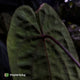 Anthurium 'Black Pap' x 'RVDP' • select holdback