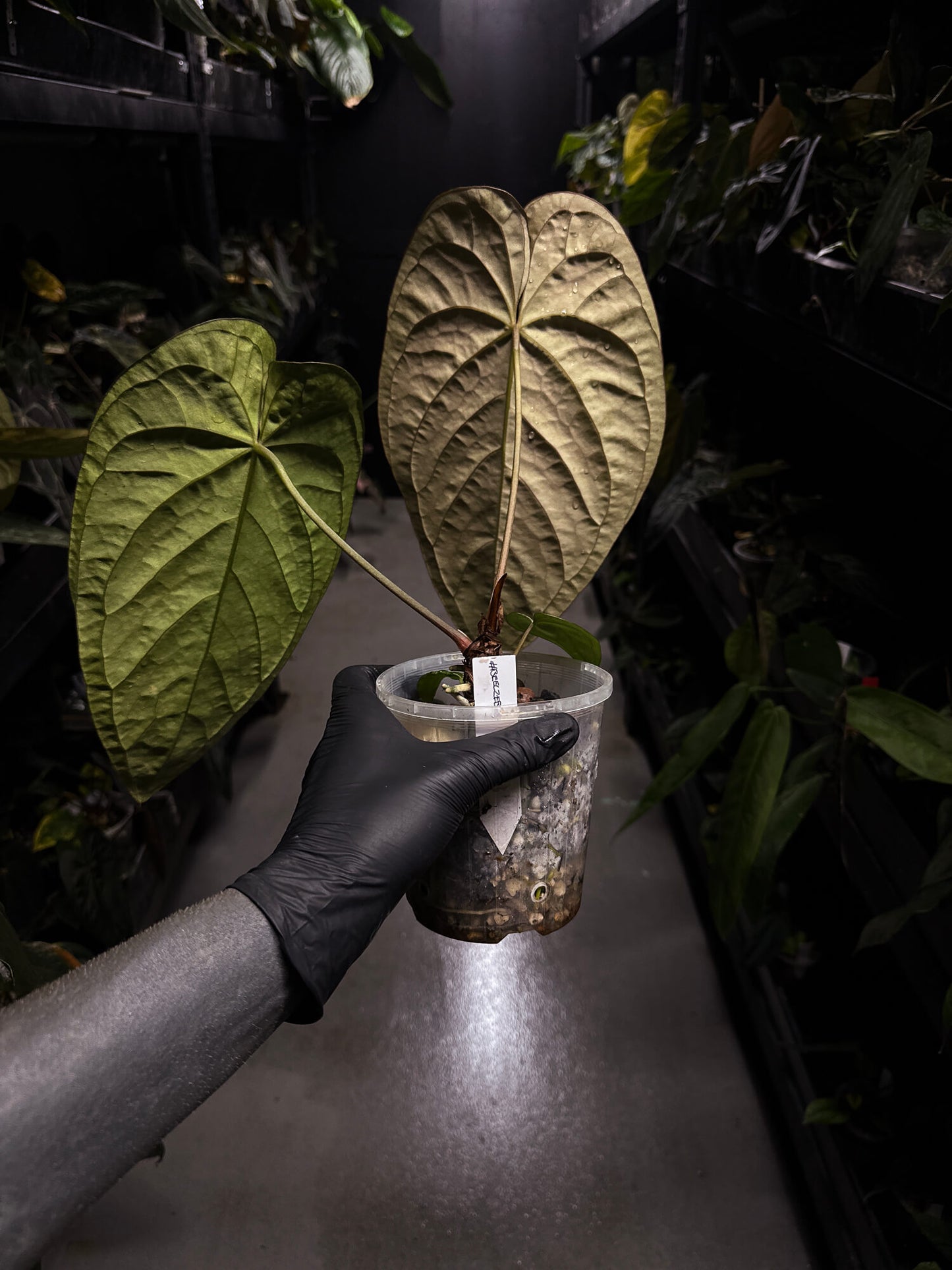 Anthurium #Beelzebub • holdback