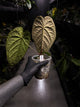 Anthurium #Beelzebub • holdback