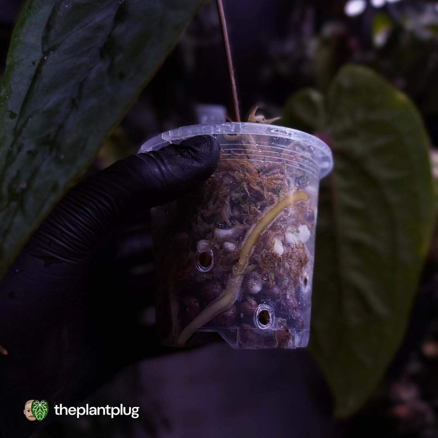 Anthurium 'Black Pap' x 'RVDP' • select holdback