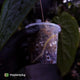Anthurium 'Black Pap' x 'RVDP' • select holdback