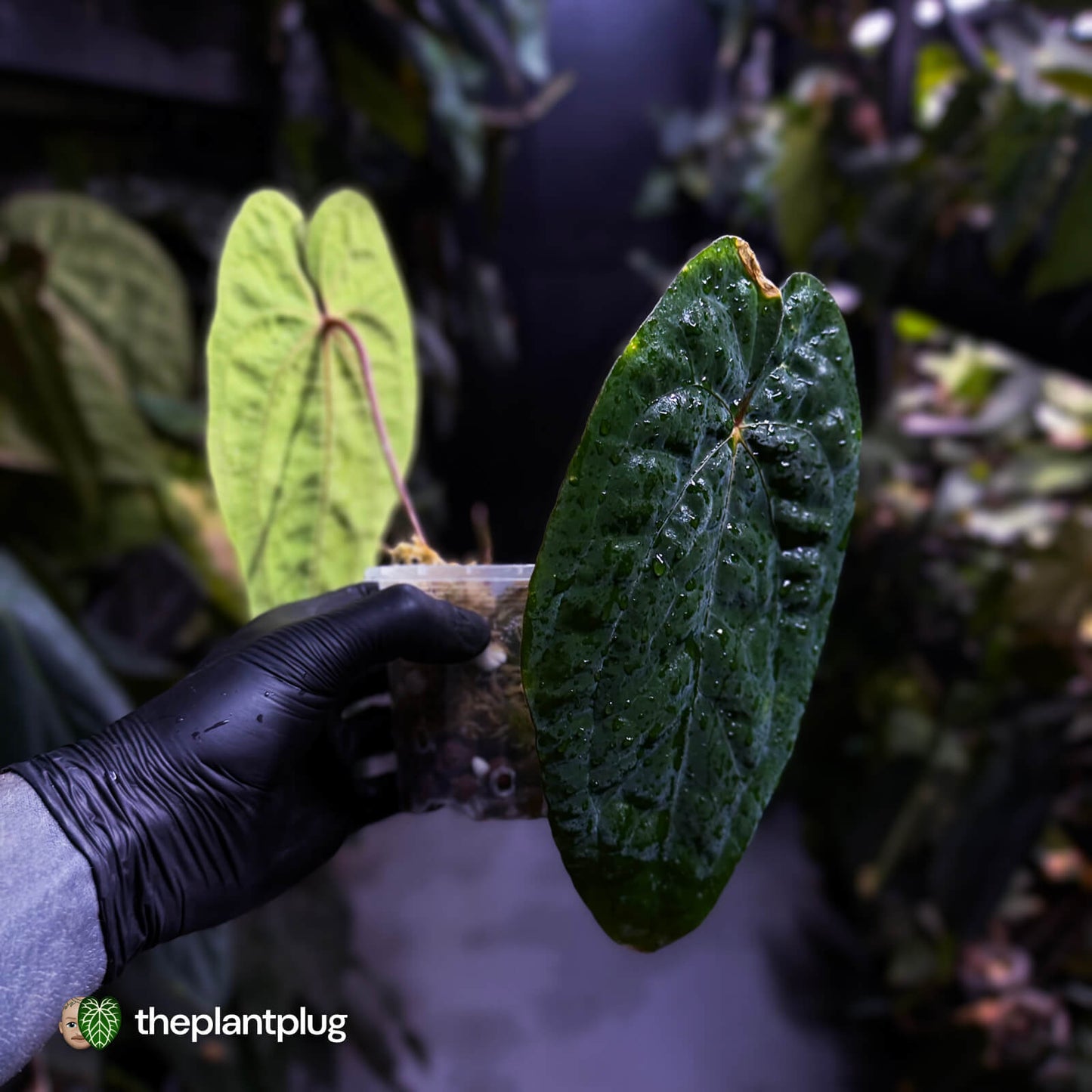 Anthurium 'Black Pap' x 'RVDP' • select holdback