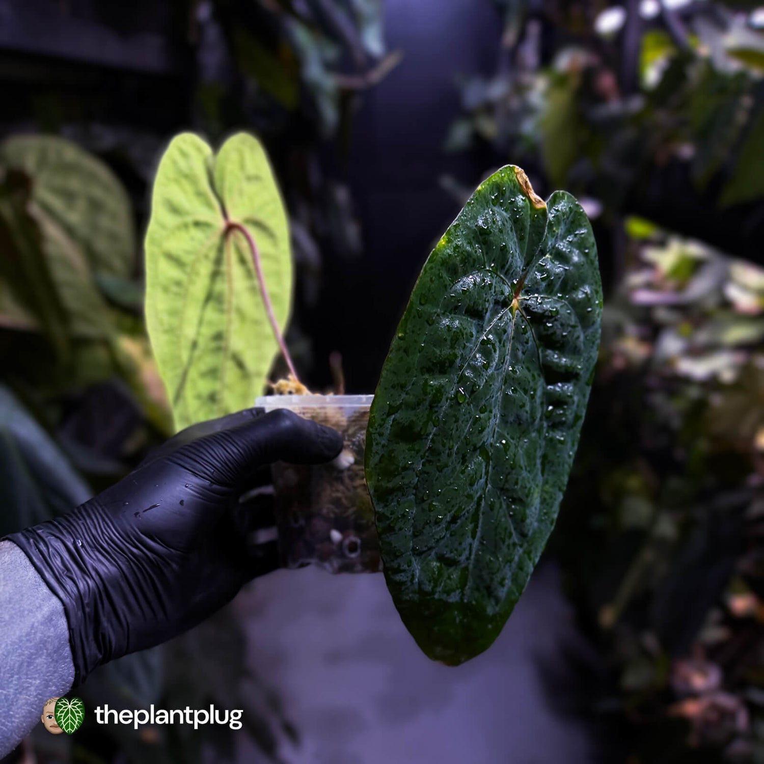 Anthurium 'Black Pap' x 'RVDP' • select holdback