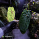Anthurium 'Black Pap' x 'RVDP' • select holdback