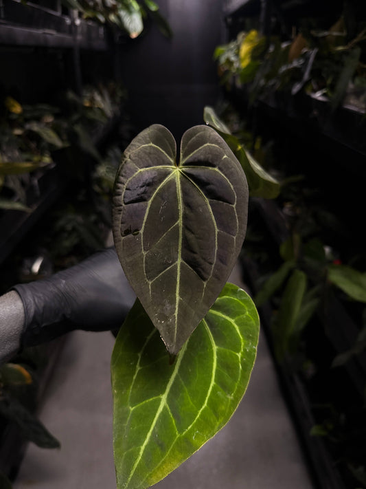 Anthurium ('Blackx' x 'Hoffx') x 'Heinz' s1