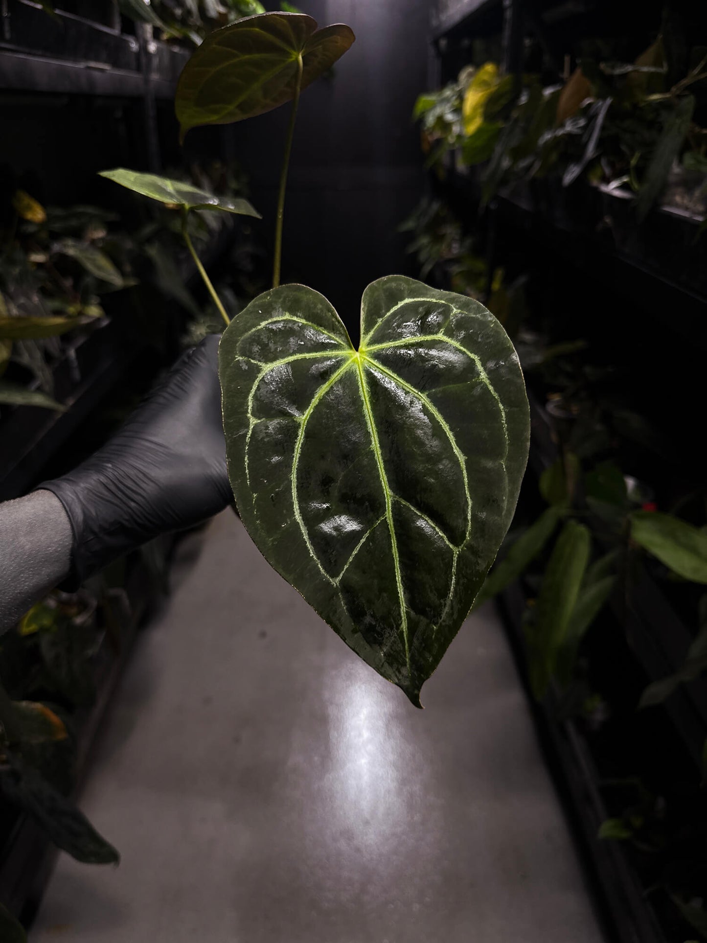 Anthurium ('Blackx' x 'Hoffx') x 'Heinz' s1