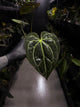 Anthurium ('Blackx' x 'Hoffx') x 'Heinz' s1