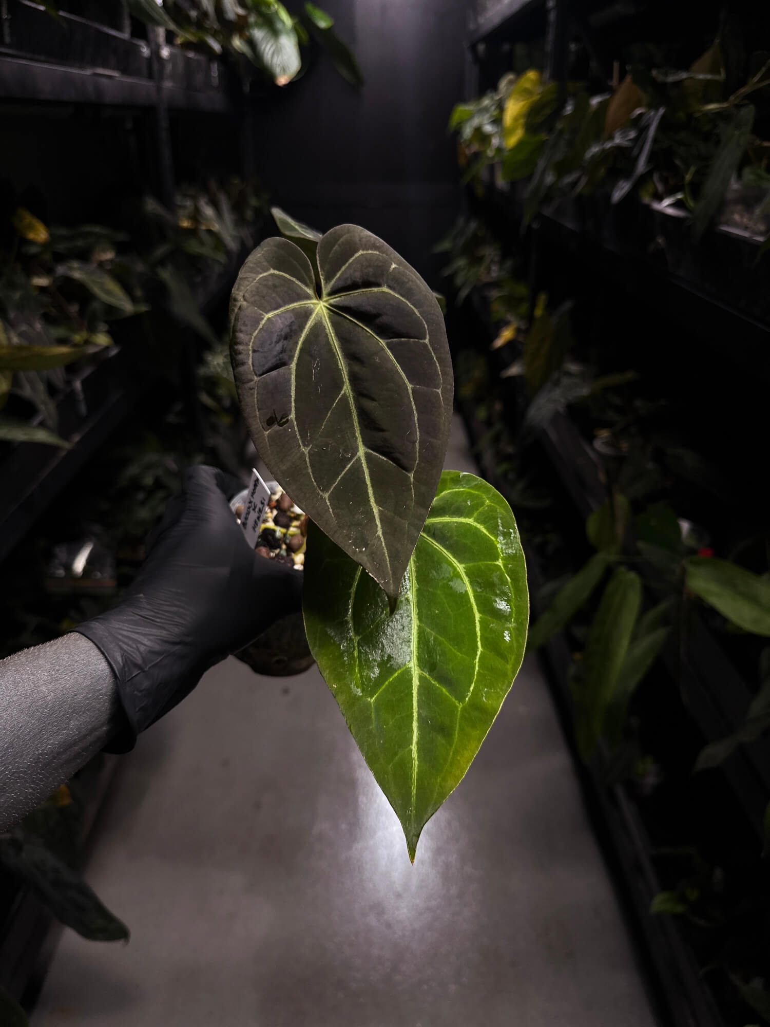 Anthurium ('Blackx' x 'Hoffx') x 'Heinz' s1