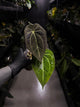 Anthurium ('Blackx' x 'Hoffx') x 'Heinz' s1