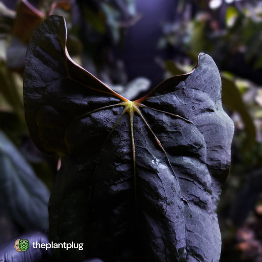 Anthurium papillilaminum 'RLFS' x pap 'RL' s1 • select