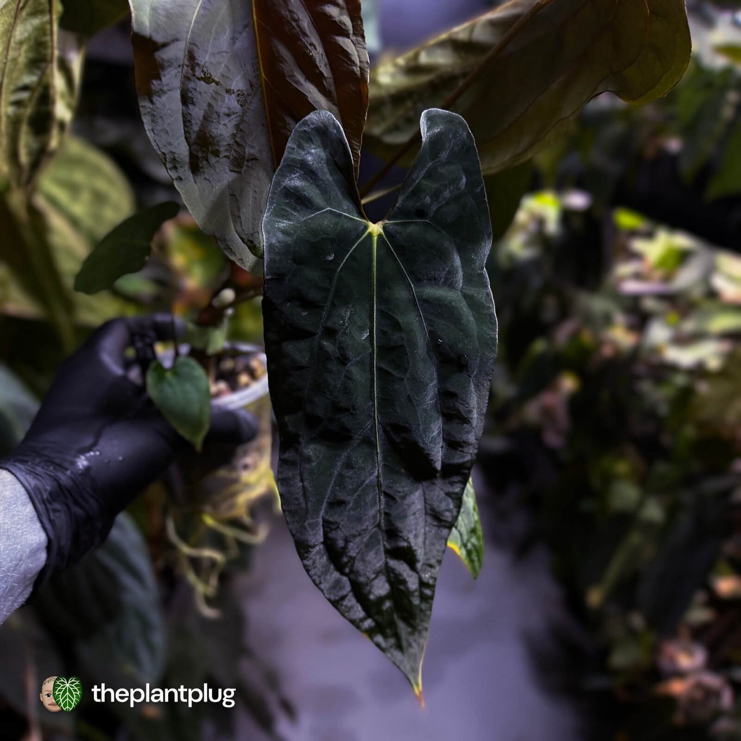 Anthurium papillilaminum 'RLFS' x pap 'RL' s1 • select