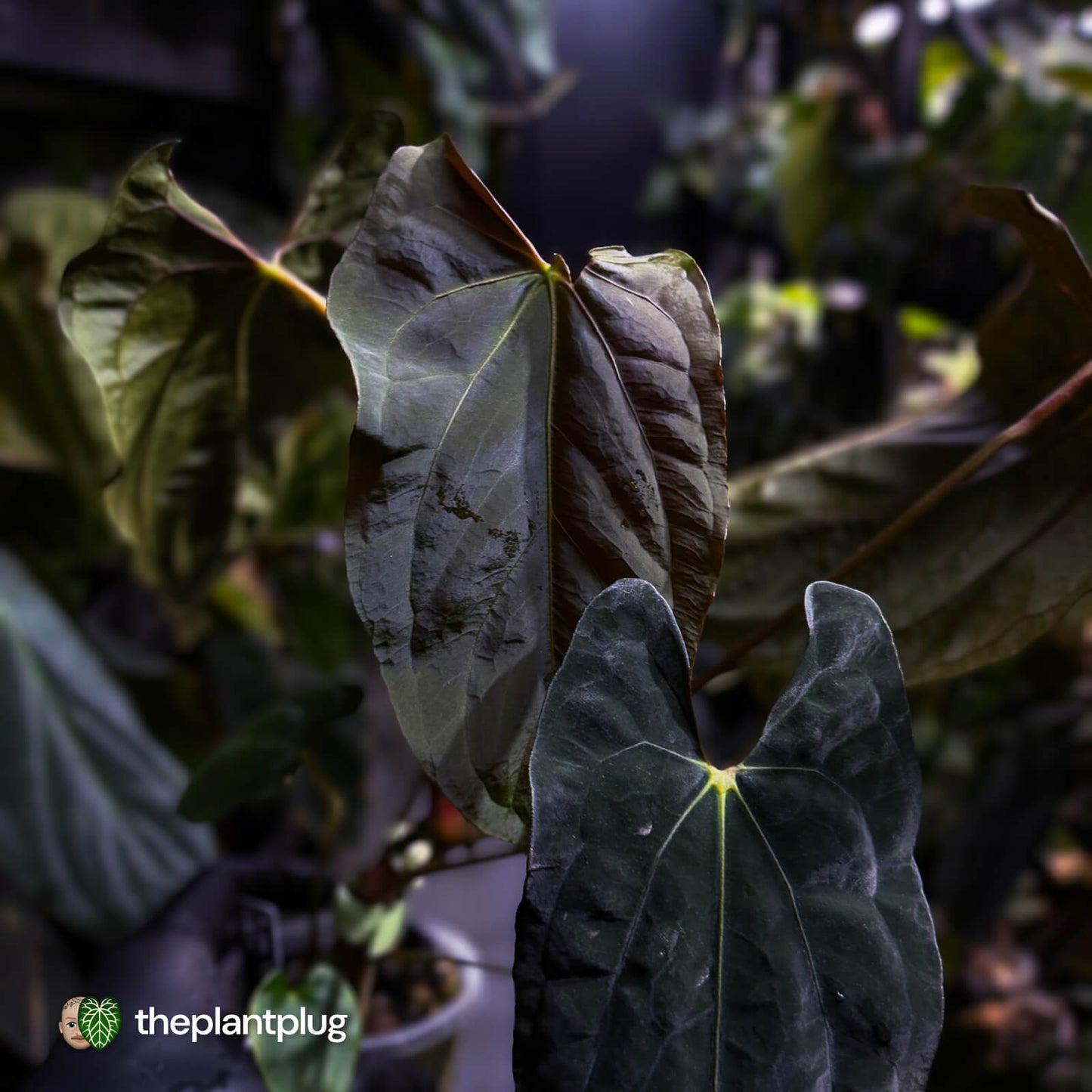 Anthurium papillilaminum 'RLFS' x pap 'RL' s1 • select