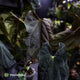 Anthurium papillilaminum 'RLFS' x pap 'RL' s1 • select