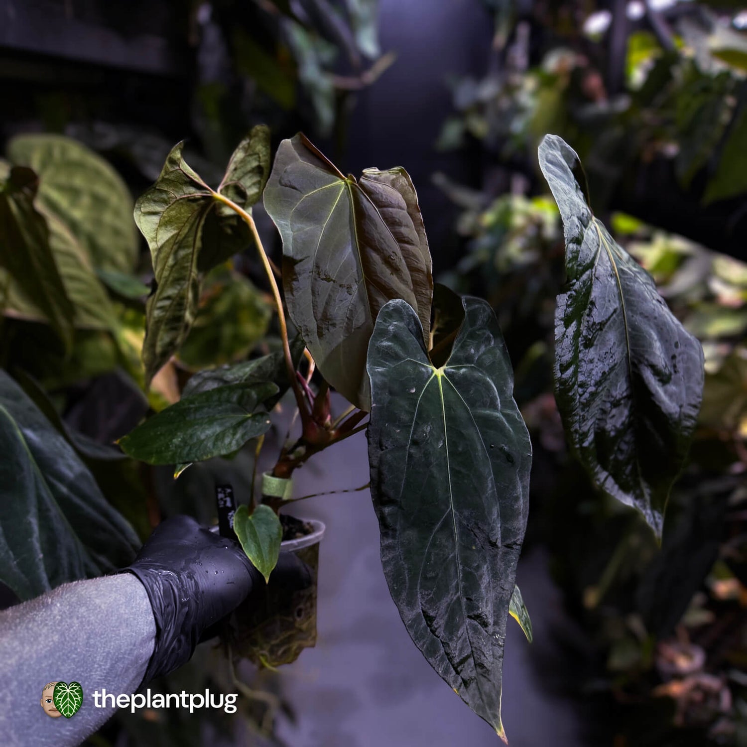 Anthurium papillilaminum 'RLFS' x pap 'RL' s1 • select