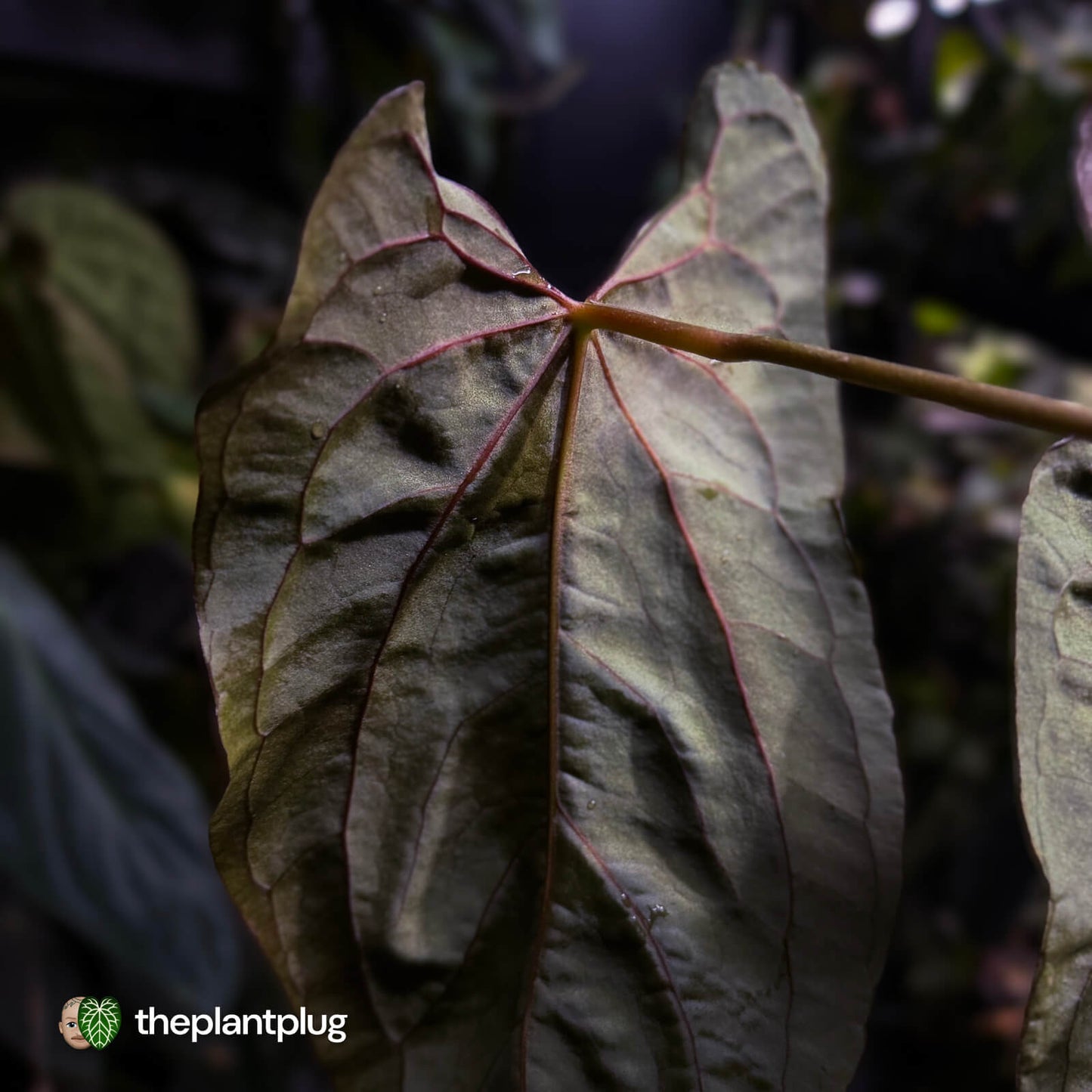 Anthurium papillilaminum 'RLFS' x pap 'RL' s1 • select
