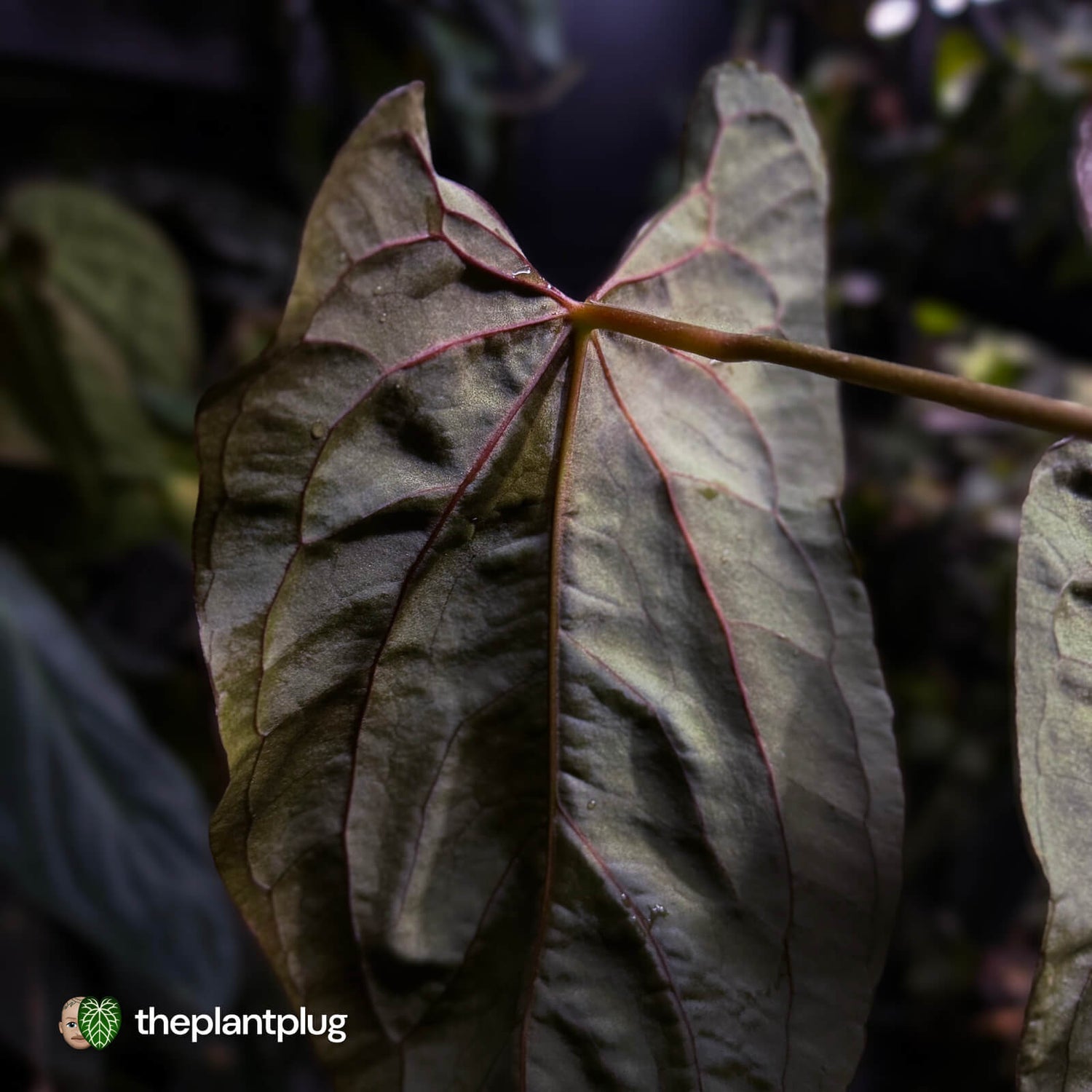 Anthurium papillilaminum 'RLFS' x pap 'RL' s1 • select