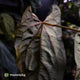 Anthurium papillilaminum 'RLFS' x pap 'RL' s1 • select