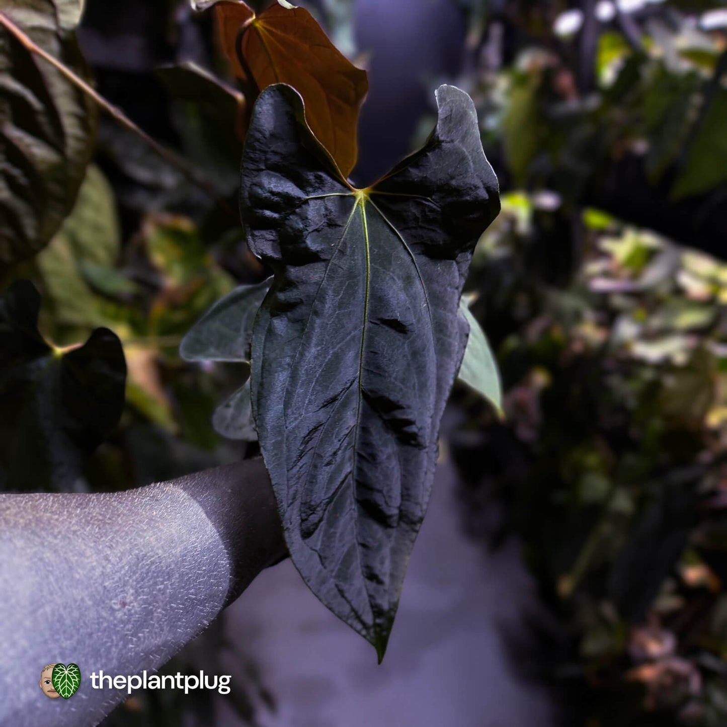 Anthurium papillilaminum 'RLFS' x pap 'RL' s1 • select
